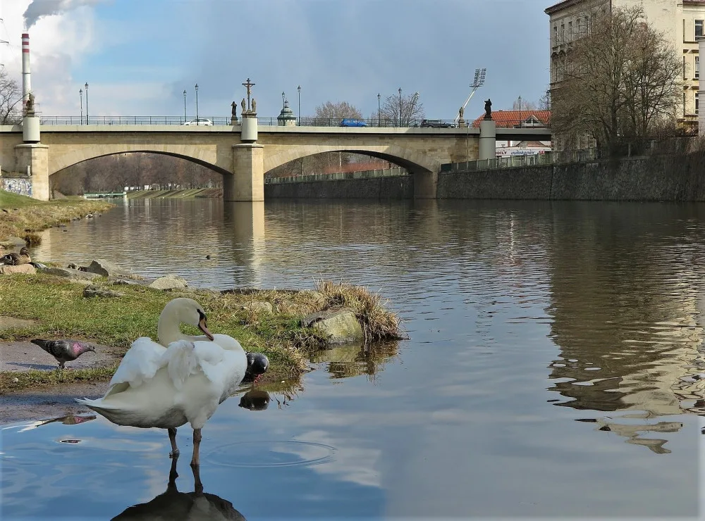 Hendikepovaná labuť s amputovaným křídlem budí pozornost, lidé stále volají, že je zraněná