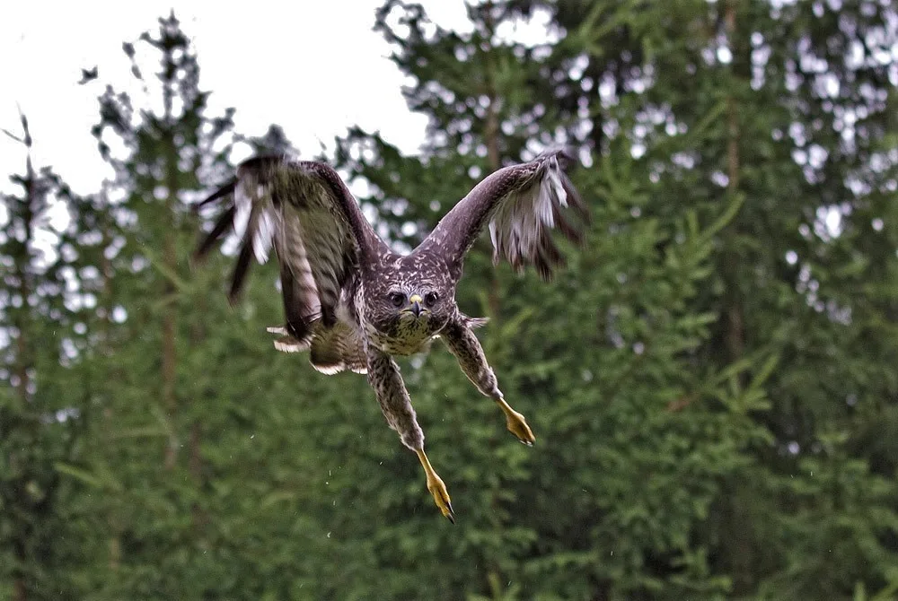 Není to nic příjemného, když na nic netušící běžce zaútočí z výšky ostrými pařáty takový dravec
