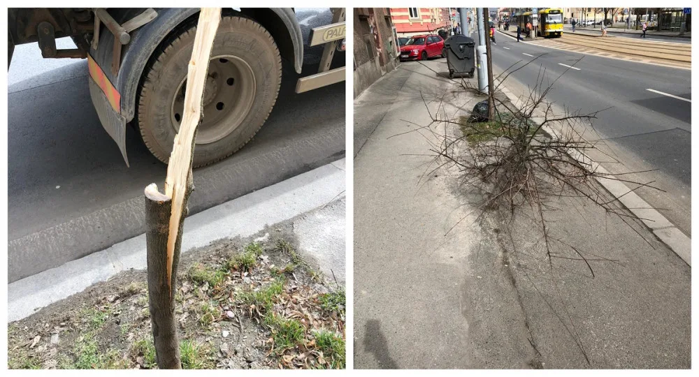Vandalové se vyřádili na nově vysazeném javoru, ničí i lavičky a dětská hřiště