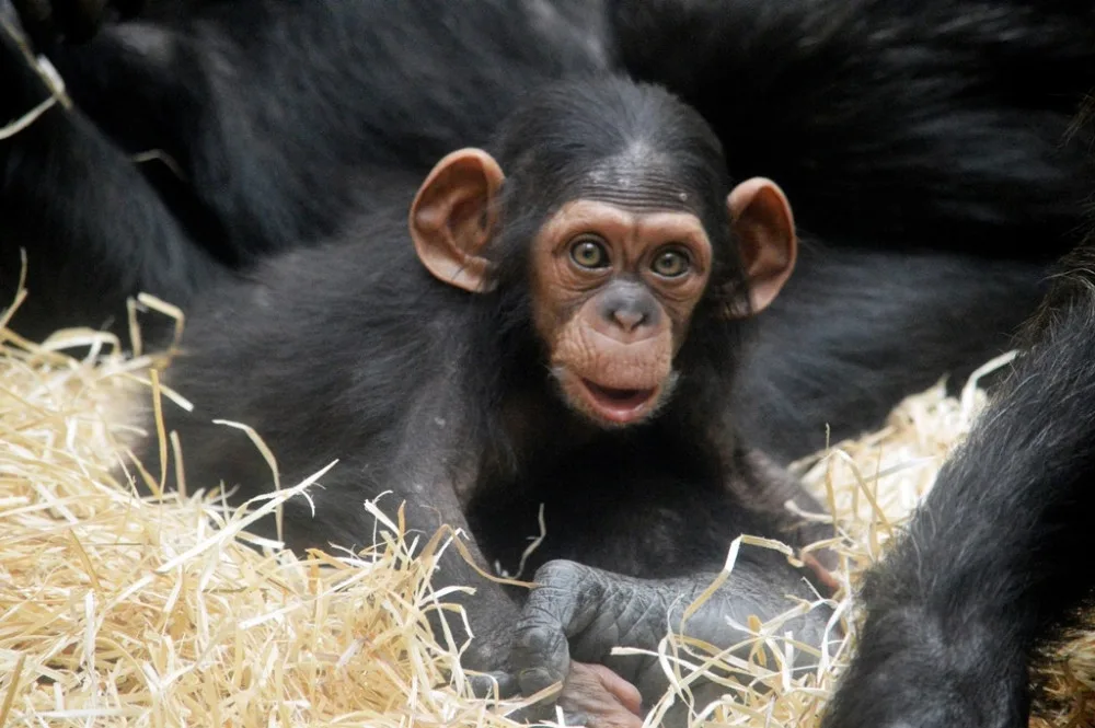 Malá šimpanzí holčička jménem Caila se už těší na návštěvníky zoo