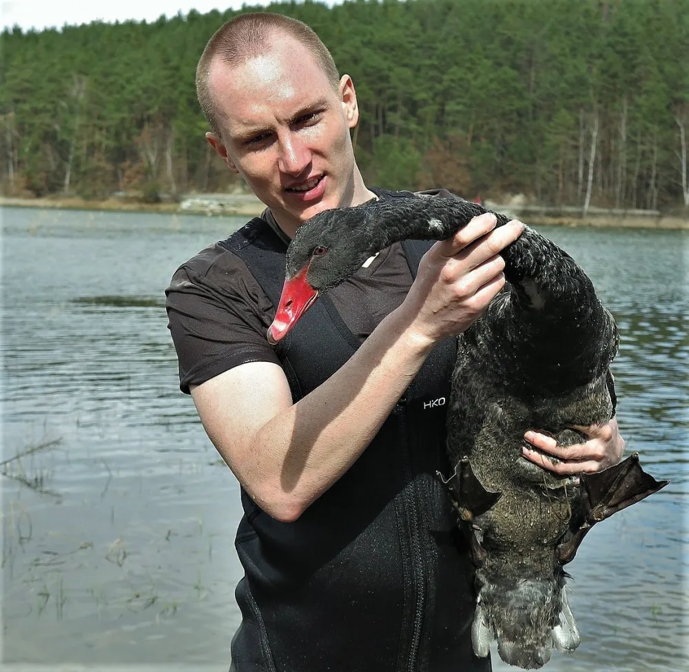 Unikátní černá labuť přiletěla na plzeňský rybník, záchranáři ji museli odchytit