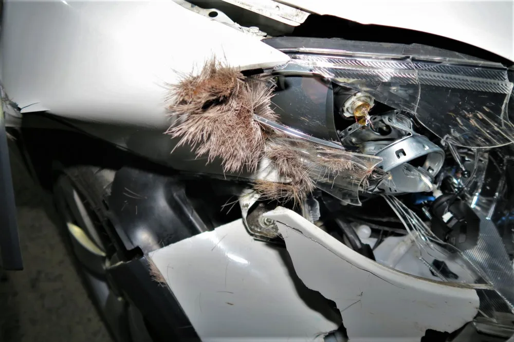 Tak dopadlo jedno auto po střetu se srnkou
