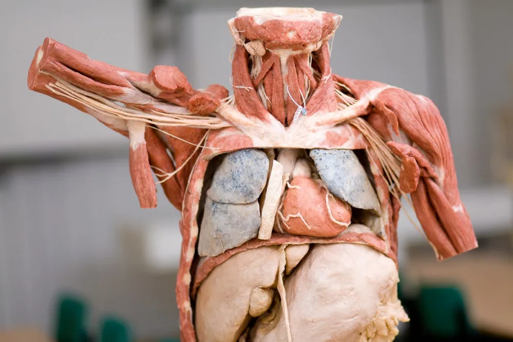 Budoucím zdravotníkům pomohou při výuce takzvané plastináty lidského těla