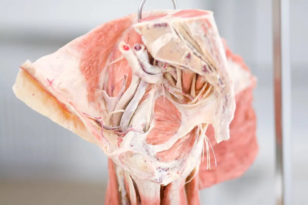 Budoucím zdravotníkům pomohou při výuce takzvané plastináty lidského těla