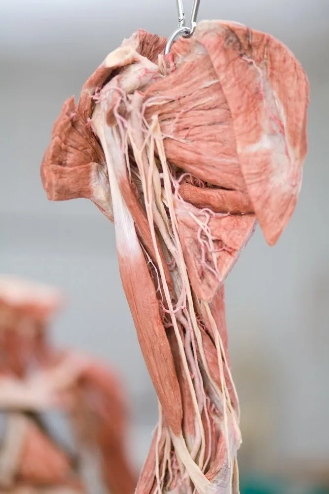 Budoucím zdravotníkům pomohou při výuce takzvané plastináty lidského těla