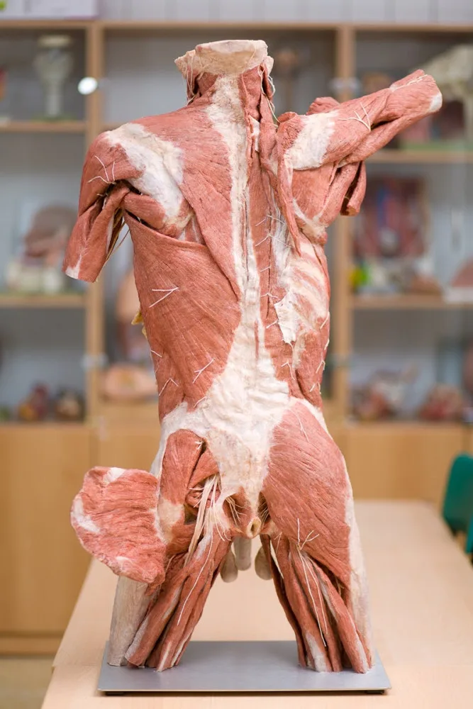 Budoucím zdravotníkům pomohou při výuce takzvané plastináty lidského těla