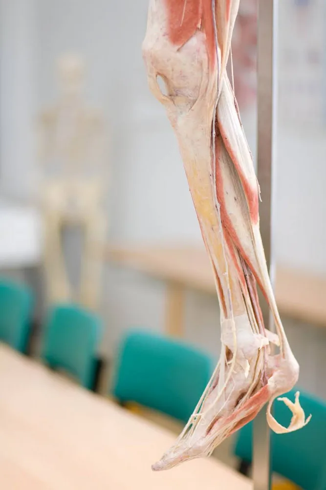 Budoucím zdravotníkům pomohou při výuce takzvané plastináty lidského těla