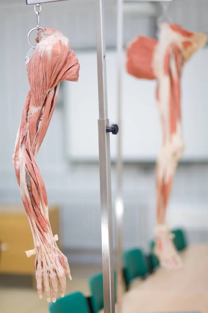 Budoucím zdravotníkům pomohou při výuce takzvané plastináty lidského těla