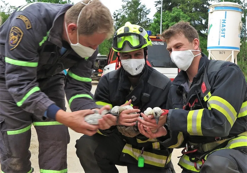 Čapího samce srazilo auto a samice by mláďata neuživila, další velká záchranná akce na komíně
