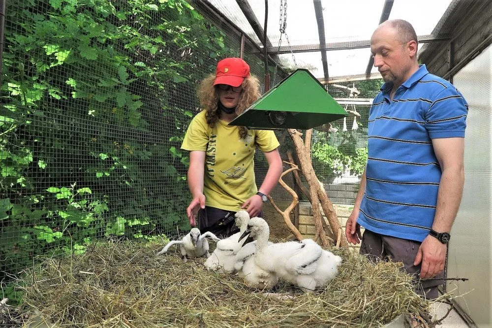 O mláďata se postarají v plzeňské záchranné stanici