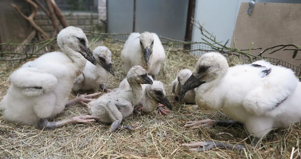 V Plzni se starají také o zachráněná mláďata z hnízda na Vysočině. Všechna mláďata čeká adopce do náhradních hnízd.
