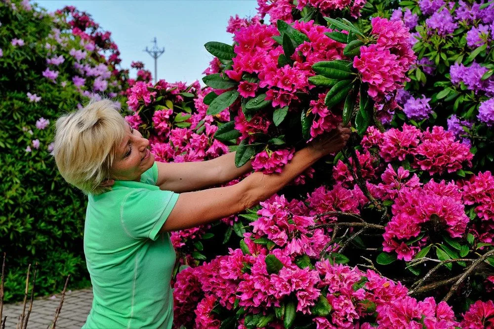 Slavné rododendrony na jižním Plzeňsku vykvetly s měsíčním zpožděním, letos mají i méně květů