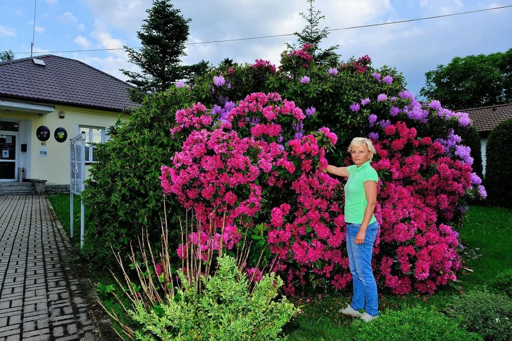 Slavné rododendrony na jižním Plzeňsku vykvetly s měsíčním zpožděním, letos mají i méně květů