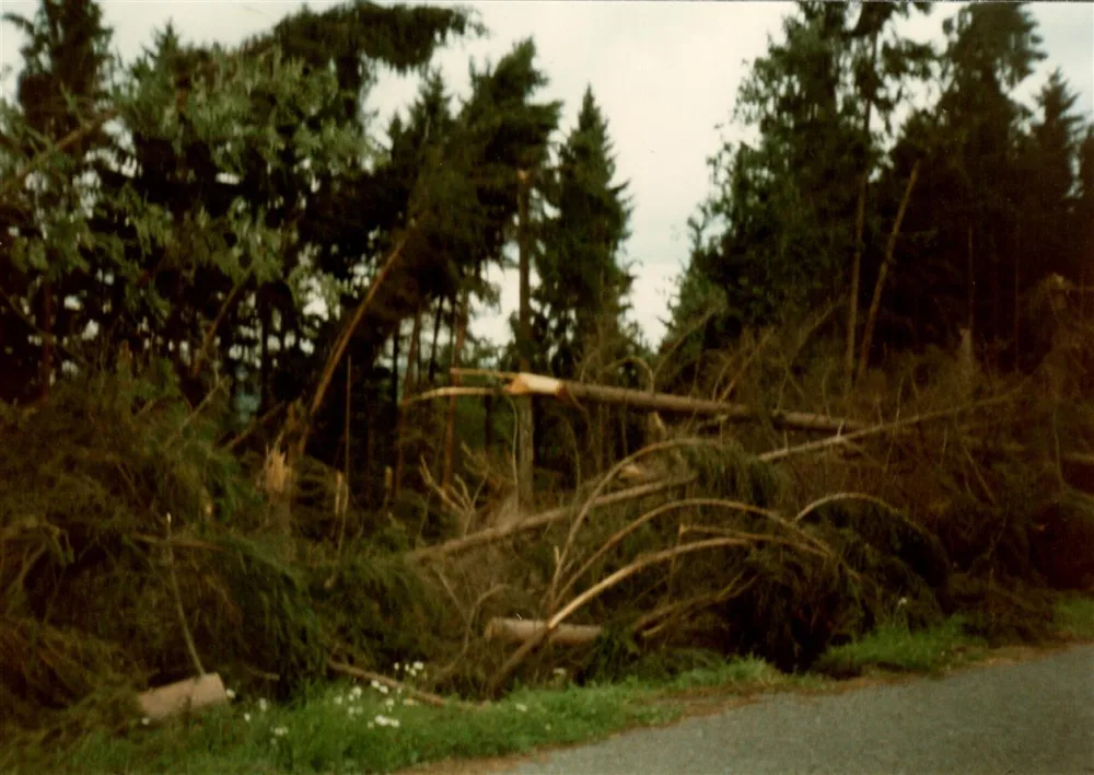 Škody v lese Pastviště, 1993 Spálené Poříčí