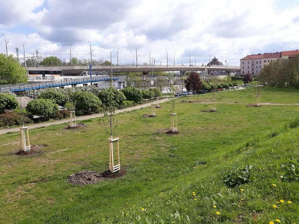 Nový park vzniká v lokalitě U Ježíška, staré topolové stromořadí nahradily nové dřeviny