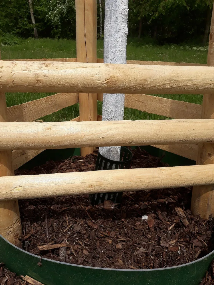 Nový park vzniká v lokalitě U Ježíška, staré topolové stromořadí nahradily nové dřeviny