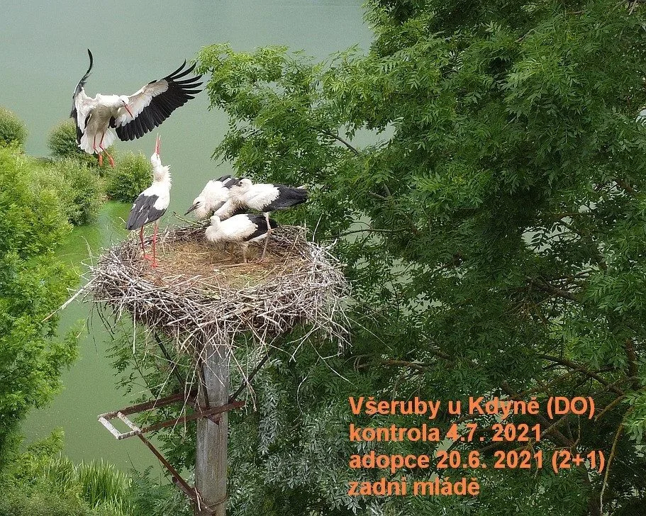 Kroužkování čápů nenarušila hysterie kolem kamerového přenosu z hnízda, kde samice uklovala slabé mládě