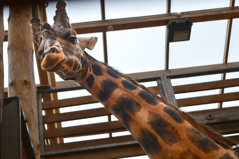 Žirafí samec Bořek se rozloučil s Plzní, nově posílí chov v Safariparku ve Dvoře Králové