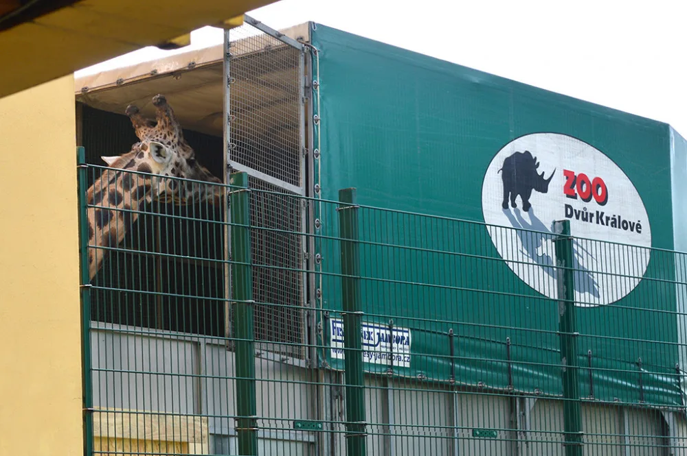 Žirafí samec Bořek se rozloučil s Plzní, nově posílí chov v Safariparku ve Dvoře Králové