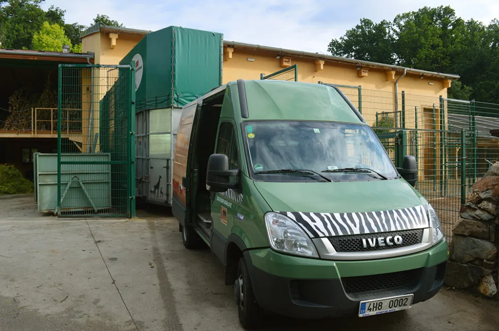 Žirafí samec Bořek se rozloučil s Plzní, nově posílí chov v Safariparku ve Dvoře Králové