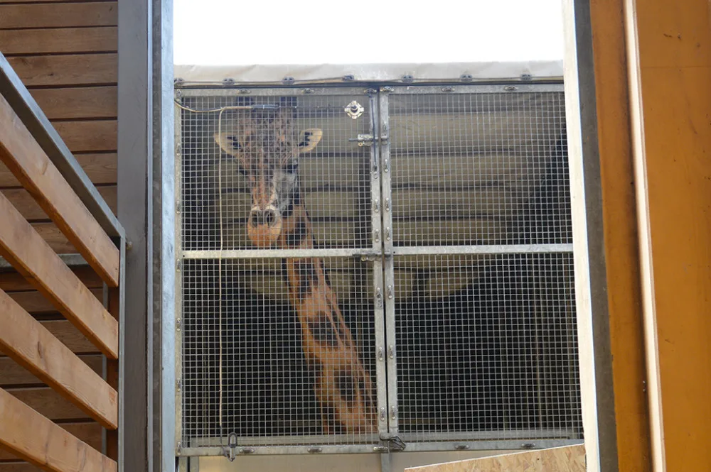Žirafí samec Bořek se rozloučil s Plzní, nově posílí chov v Safariparku ve Dvoře Králové