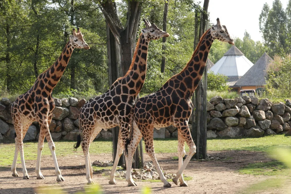 Žirafí samec Bořek se rozloučil s Plzní, nově posílí chov v Safariparku ve Dvoře Králové
