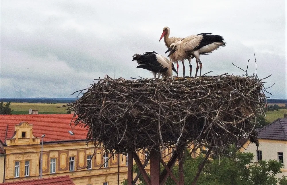 Matka roku. Po smrti partnera se dokázala samice čápa postarat bez pomoci lidí o tři mláďata