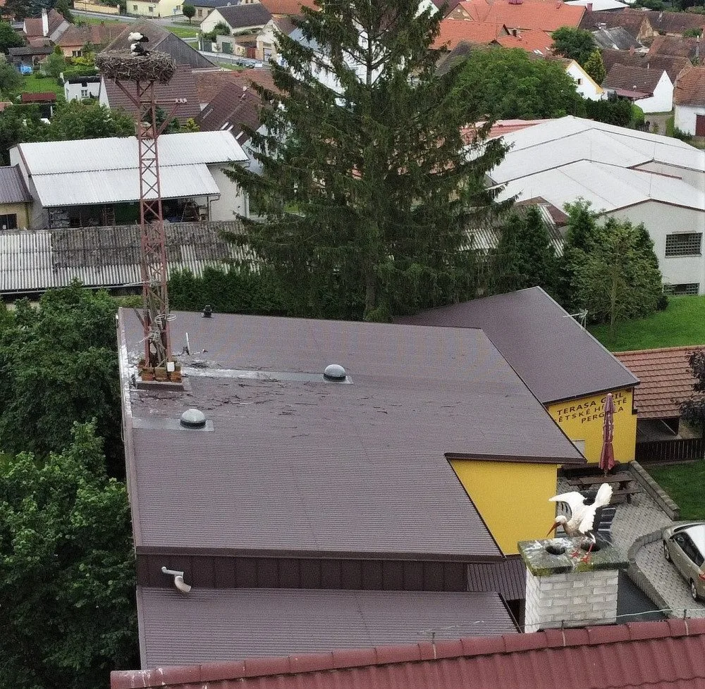 Matka roku. Po smrti partnera se dokázala samice čápa postarat bez pomoci lidí o tři mláďata