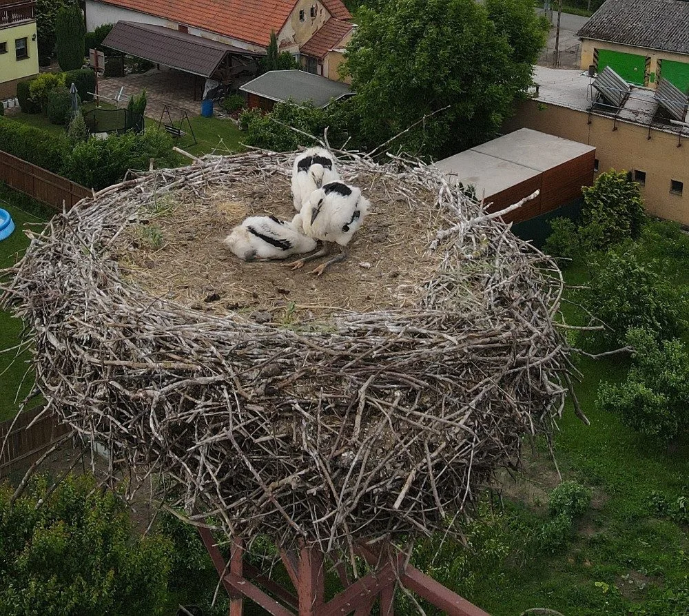 Matka roku. Po smrti partnera se dokázala samice čápa postarat bez pomoci lidí o tři mláďata