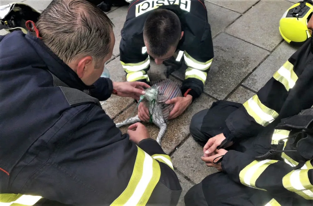 Kočka zachráněná při požáru bytu dostala od hasičů přímo na chodníku kyslíkovou terapii