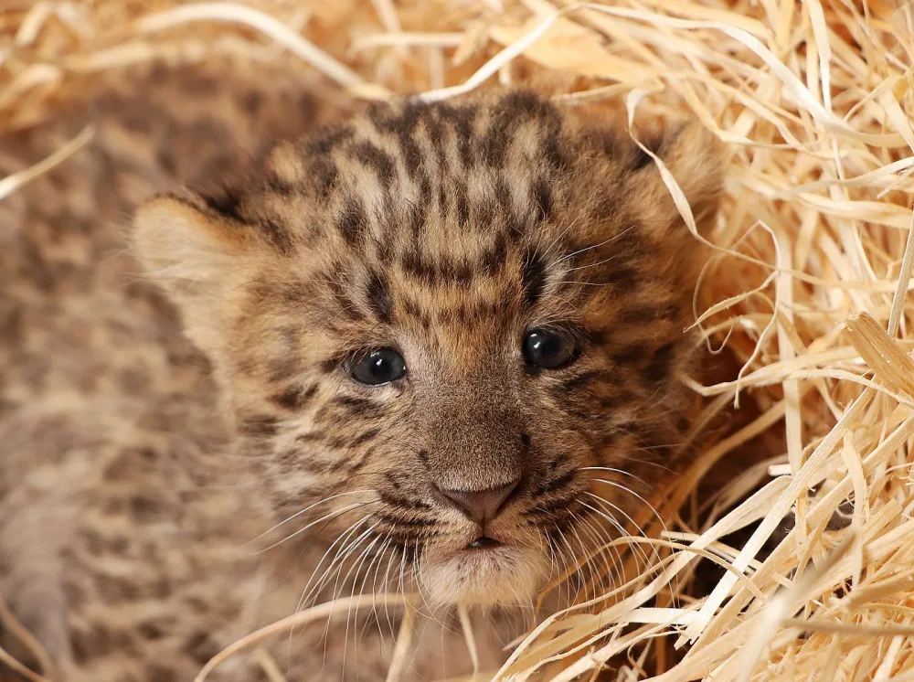 Mláďata vzácného levharta čínského narozená v plzeňské zoo dostala jména Chen a Chang