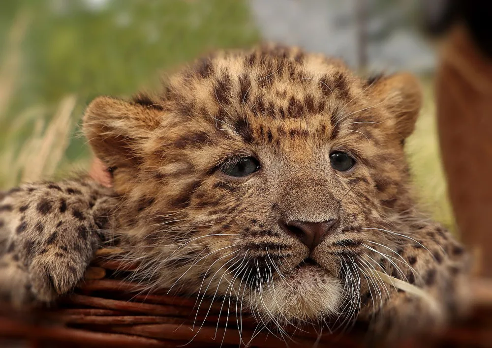 Mláďata vzácného levharta čínského narozená v plzeňské zoo dostala jména Chen a Chang