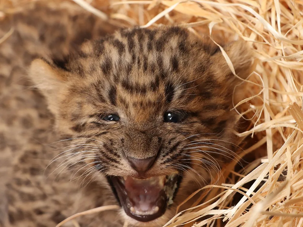 Mláďata vzácného levharta čínského narozená v plzeňské zoo dostala jména Chen a Chang