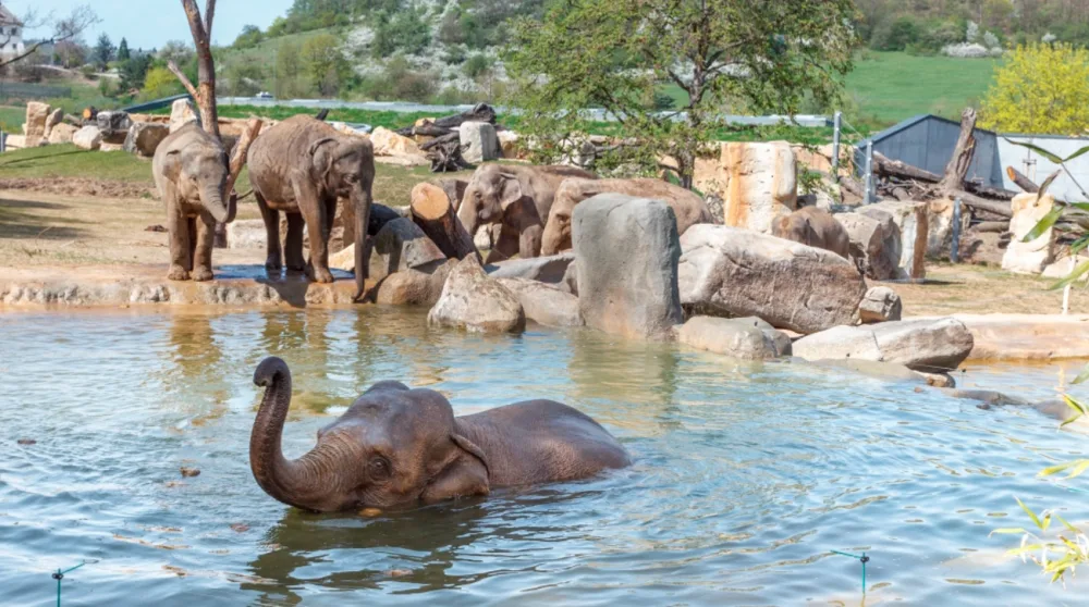 ilustrační foto, zdroj: Tomáš Adamec, Zoo Praha