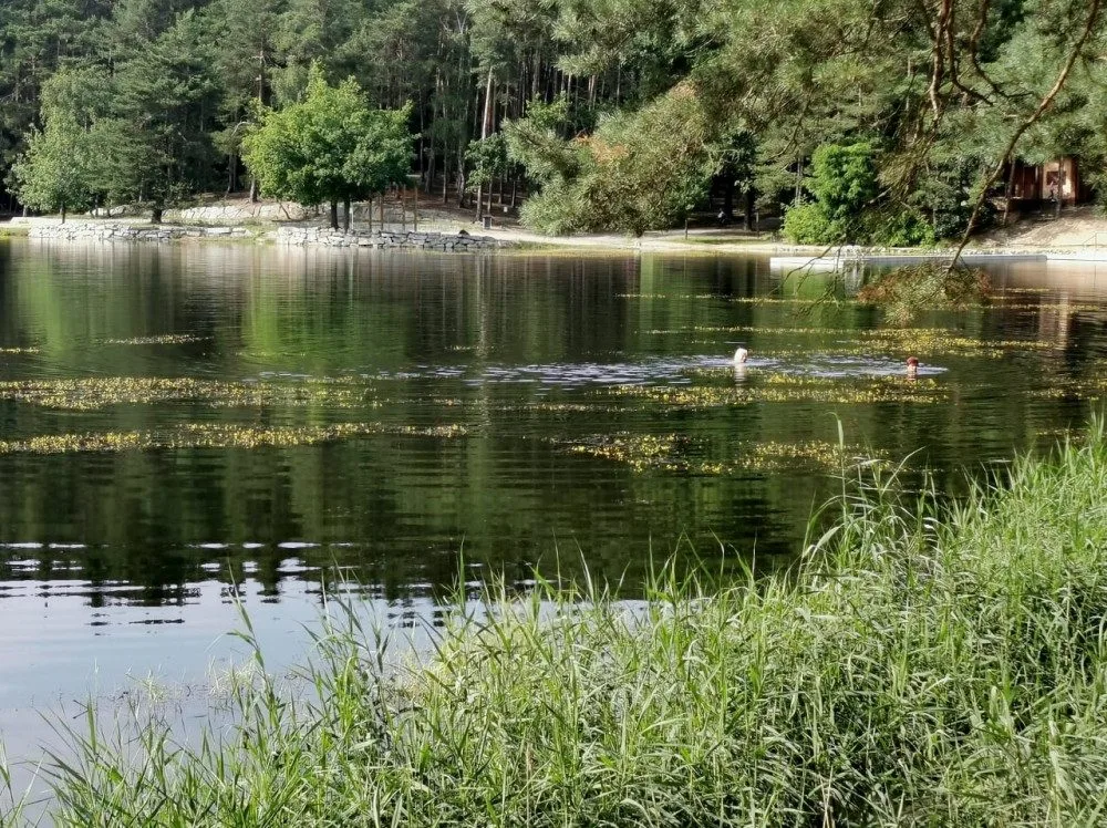 Hladina Seneckého rybníka kvete vzácnými žlutými květy bublinatek, jde o český unikát