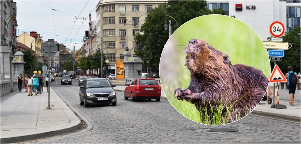 Bobr si to štrádoval přímo po rušném plzeňském bulváru, nahánět ho museli strážníci