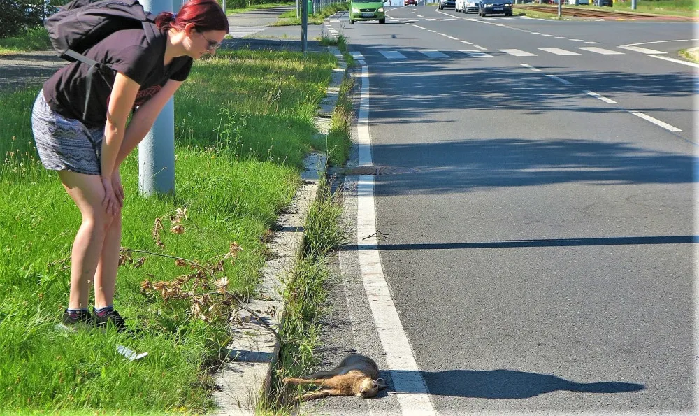 Zaječí námluvy ve městě končí mnohdy tragicky, mladí samci z venkova nezvládnou automobilový provoz