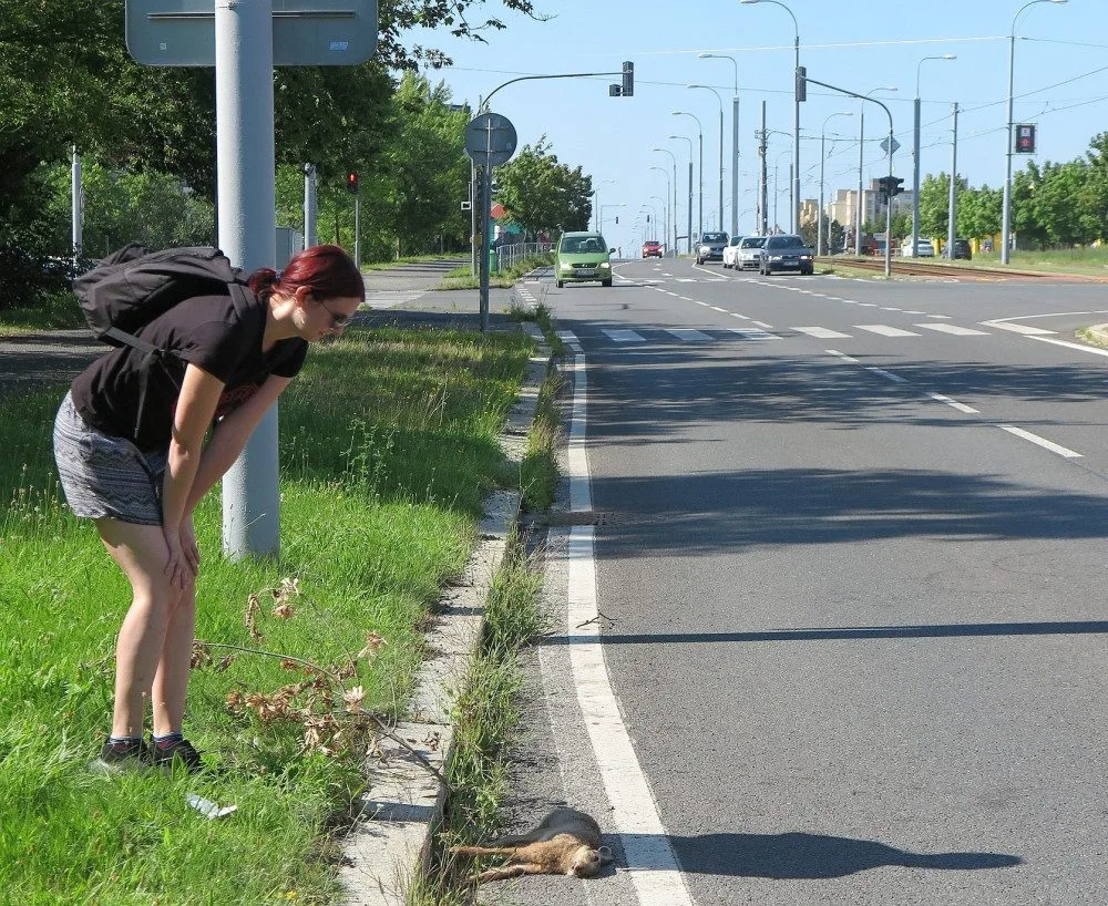 Zaječí námluvy ve městě končí mnohdy tragicky, mladí samci z venkova nezvládnou automobilový provoz