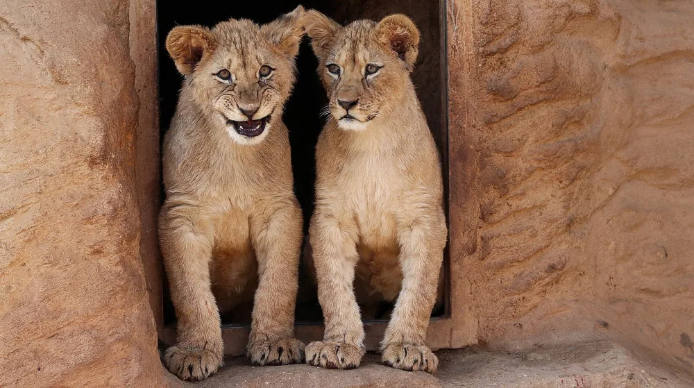 Dvě mláďata lvů berberských oslavila v plzeňské zoo první narozeniny