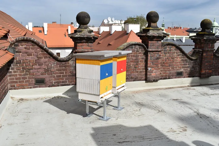 Úly na střeše historické radnice na náměstí v Plzni