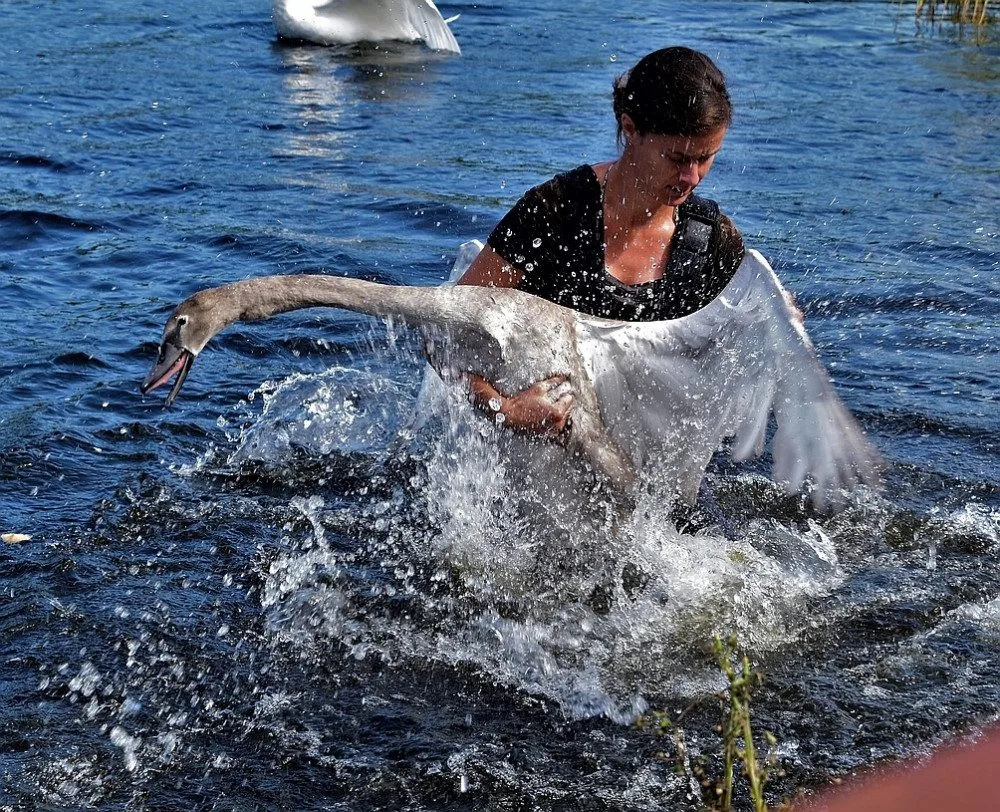 Chytit ve vodě labuť, to chce nejen hodně šikovnosti, ale i odvahy