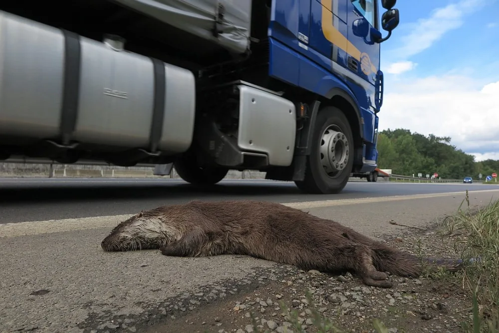 Vzácnou vydru říční usmrtil automobil, když se pokusila přejít rušnou silnici