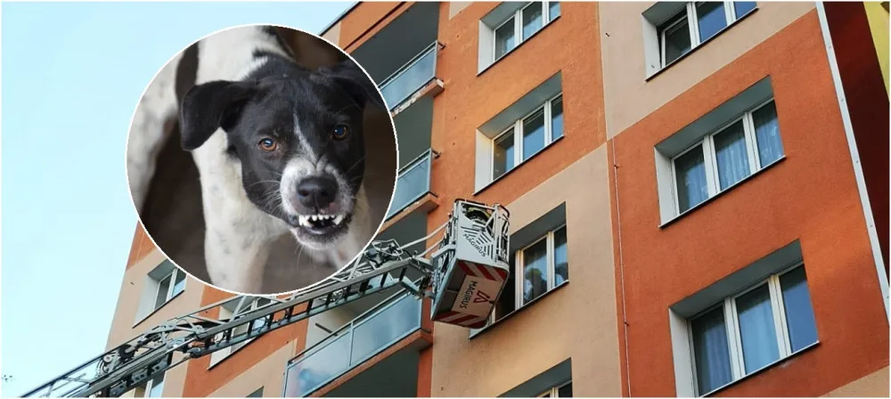 Věrný pes bránil svého pána i po jeho smrti, hasiče nechtěl vpustit do bytu