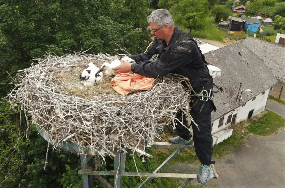 Adopce tohoto mláděte z Valče na Vysočině do hnízda ve Kdyni na Domažlicku se vydařila. Čáp už je na cestě do teplých krajin.