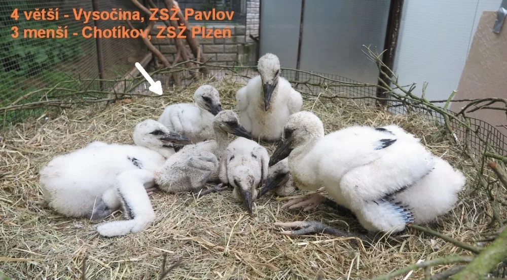 Adoptovaný čáp ze čtveřice osiřelých a mediálně známých sourozenců je už na cestě do teplých krajin