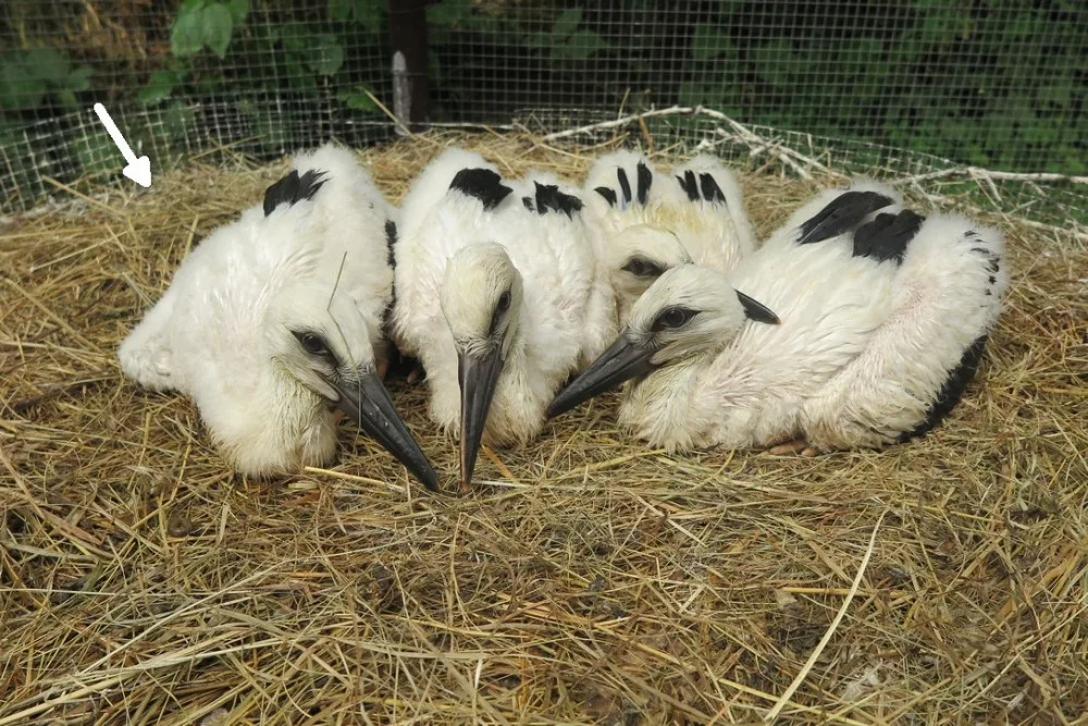 Adoptovaný čáp ze čtveřice osiřelých a mediálně známých sourozenců je už na cestě do teplých krajin