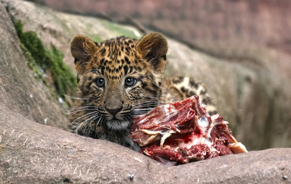 Dvojčata levhartů se mají v plzeňské zoo čile k světu, návštěvníkům se ukazují až v podvečer
