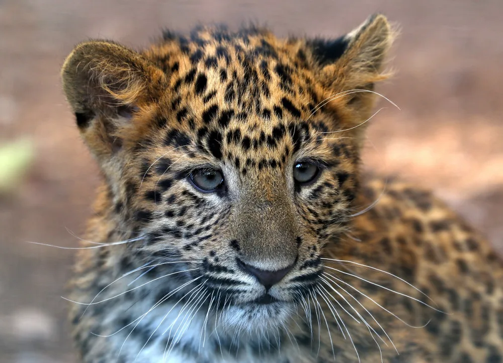 Dvojčata levhartů se mají v plzeňské zoo čile k světu, návštěvníkům se ukazují až v podvečer