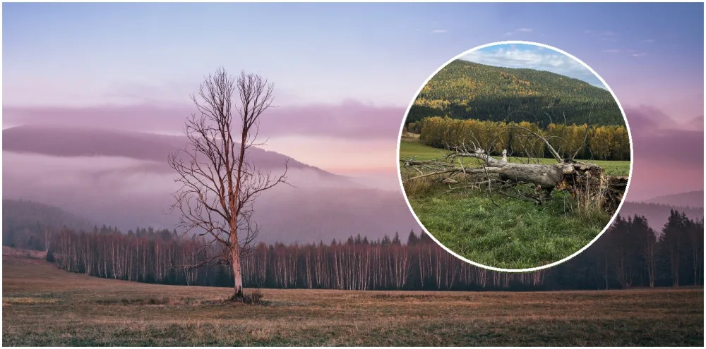 Obětí včerejší vichřice se stal ikonický šumavský strom. Jezdili za ním fotografové z celé republiky