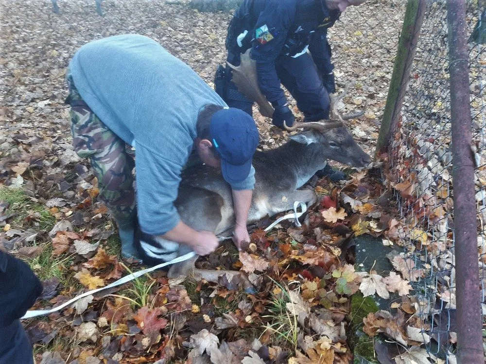 Daňka se nakonec podařilo uspat